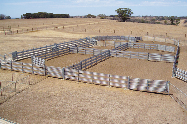 sheep yarding
